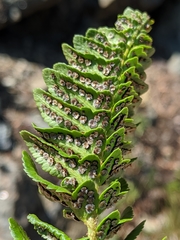 Polystichum scopulinum