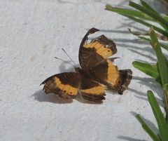 Junonia elgiva