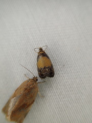 Olethreutes osmundana