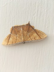 Thinopteryx crocoptera