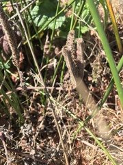 Phacelia malvifolia