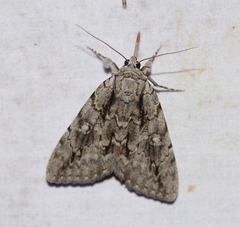 Catocala habilis