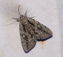 Catocala habilis