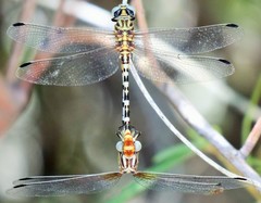 Erpetogomphus compositus