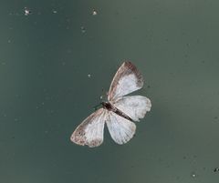 Spalgis lemolea lemolea