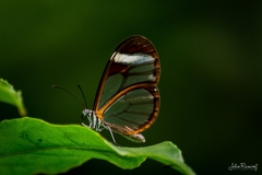 Pteronymia cotytto cotytto