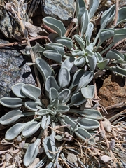 Physaria occidentalis