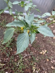 Physalis philadelphica