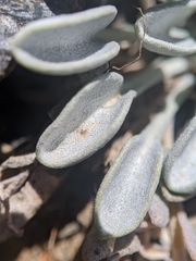 Physaria occidentalis