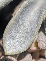 Physaria occidentalis