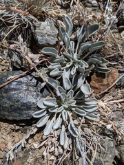 Physaria occidentalis