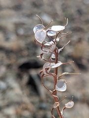 Physaria occidentalis