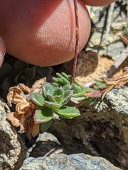 Draba carnosula