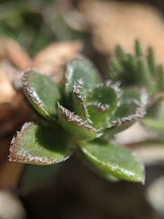 Draba carnosula
