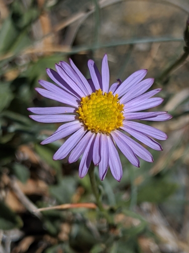 Image of Erigeron tener by no rights reserved
