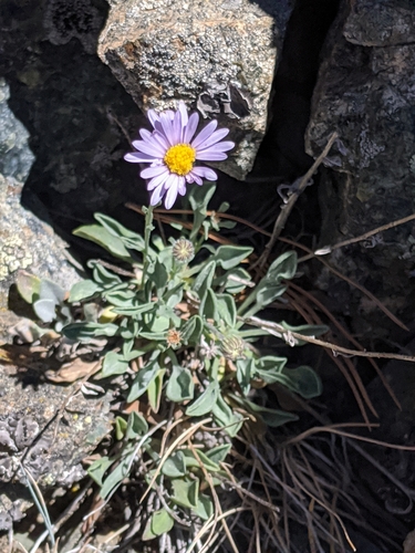 Image of Erigeron tener by no rights reserved
