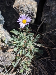 Erigeron tener