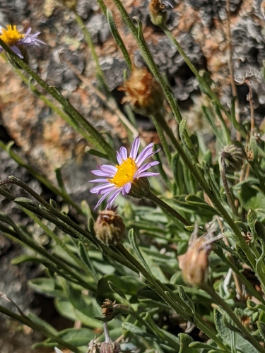 Image of Erigeron tener by no rights reserved