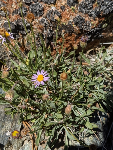 Image of Erigeron tener by no rights reserved