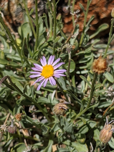Image of Erigeron tener by no rights reserved