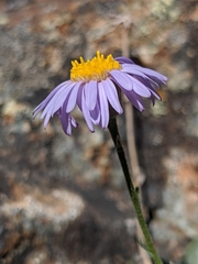 Erigeron tener
