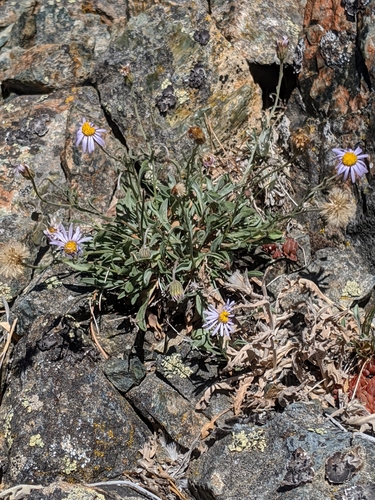 Image of Erigeron tener by no rights reserved