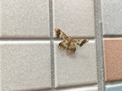 Krananda oliveomarginata