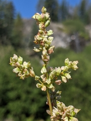 Koenigia phytolaccifolia