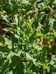 Koenigia phytolaccifolia