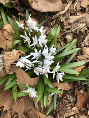 Scilla mischtschenkoana