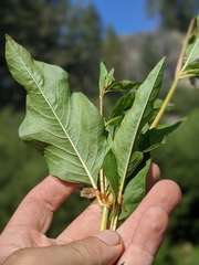 Koenigia phytolaccifolia