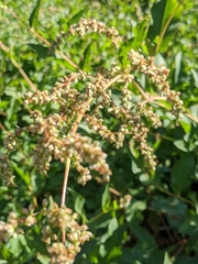 Koenigia phytolaccifolia