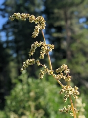 Koenigia phytolaccifolia