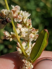 Koenigia phytolaccifolia