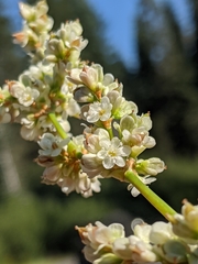 Koenigia phytolaccifolia