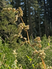 Koenigia phytolaccifolia