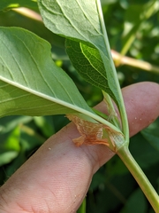 Koenigia phytolaccifolia