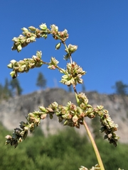 Koenigia phytolaccifolia