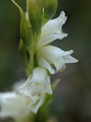 Spiranthes perexilis