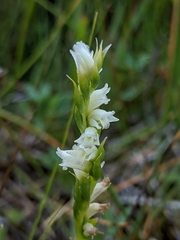 Spiranthes perexilis