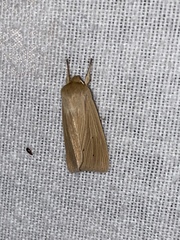 Mythimna oxygala