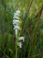 Spiranthes perexilis