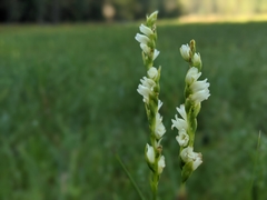 Spiranthes perexilis