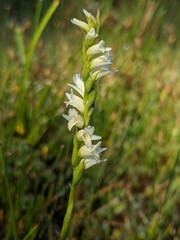 Spiranthes perexilis