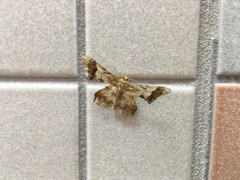 Krananda oliveomarginata