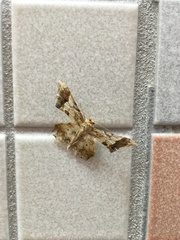 Krananda oliveomarginata