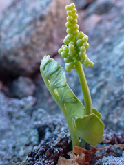 Botrychium neolunaria