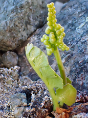 Botrychium neolunaria