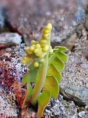 Botrychium neolunaria