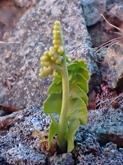 Botrychium neolunaria
